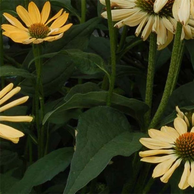 Echinacea Aloha - Echinacée (Foliage)