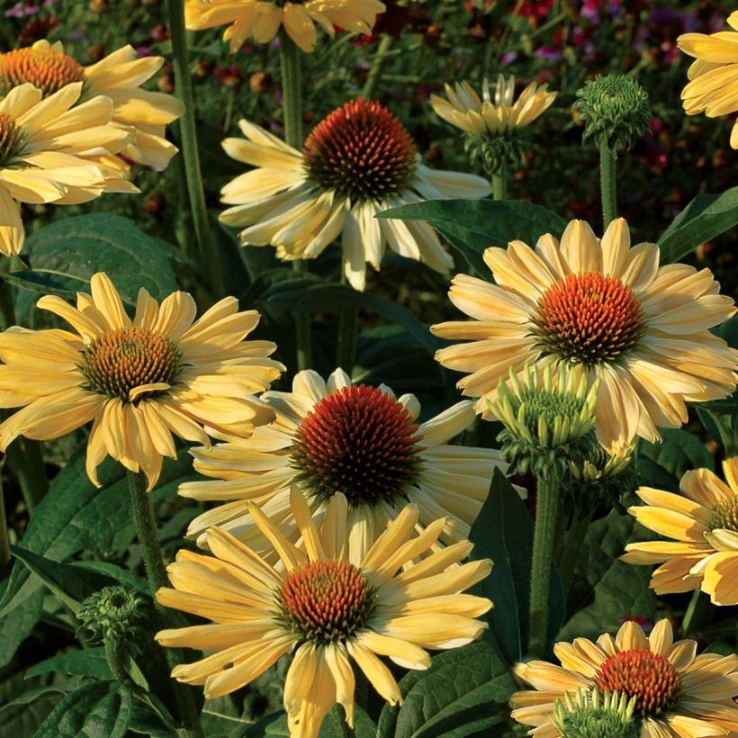 Echinacea Aloha - Echinacée (Flowering)