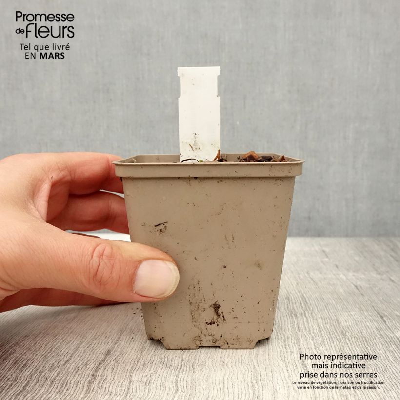 Example of Echinacea angustifolia Godet de 8/9 cm as you get in printemps