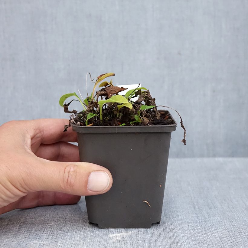 Spécimen de Echinacea Avalanche - Echinacée Godet de 8/9 cm tel que livré en automne