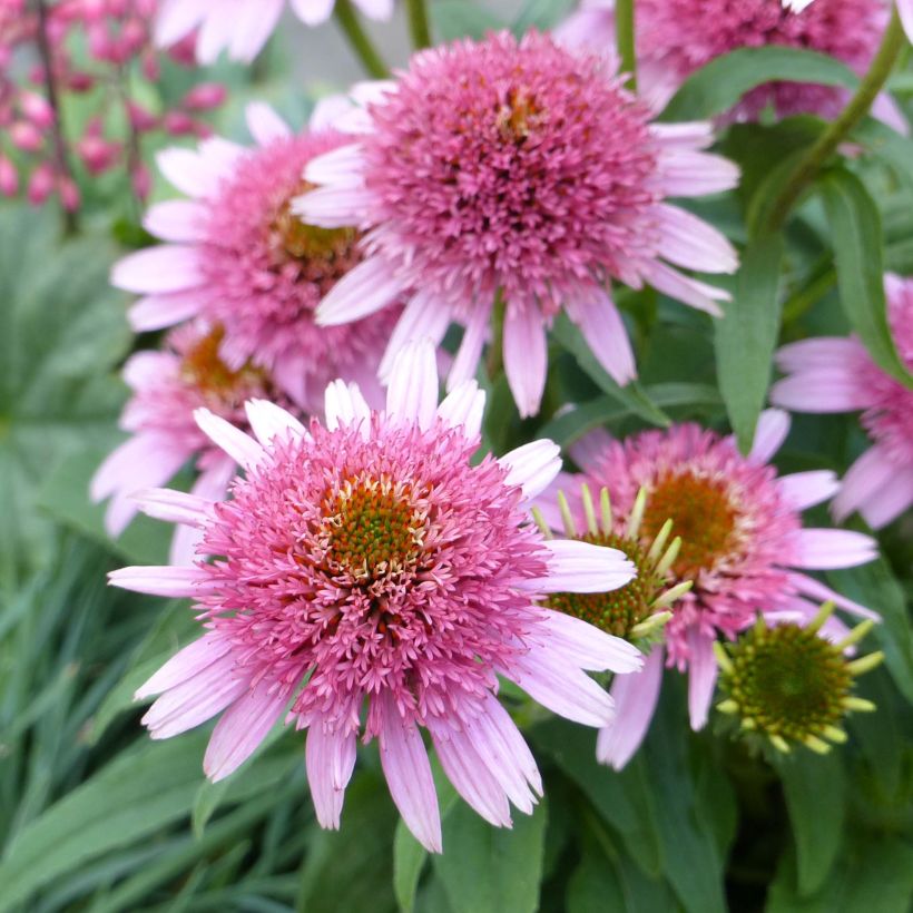 Echinacea Butterfly Kisses - Echinacée (Flowering)