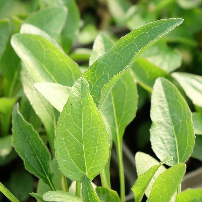 Echinacea Butterfly Kisses - Echinacée (Foliage)
