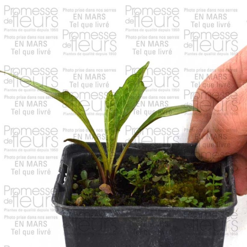 Exemple de spécimen de Echinacea Catharina - Echinacée Godet de 8/9 cm tel que livré