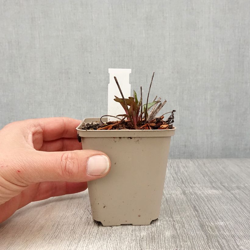 Example of Echinacea Cheyenne Spirit - Echinacée Godet de 8/9 cm as you get in printemps