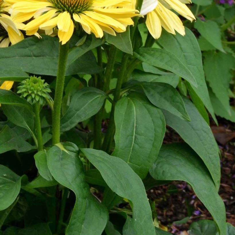 Echinacea Chiquita - Echinacée (Foliage)