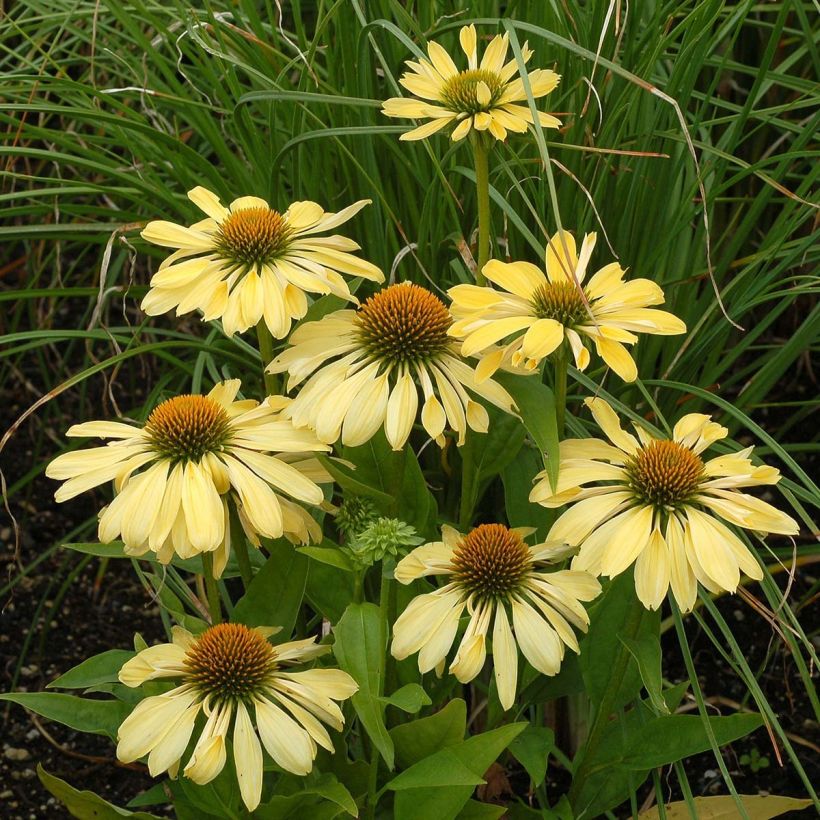 Echinacea Chiquita - Echinacée (Flowering)