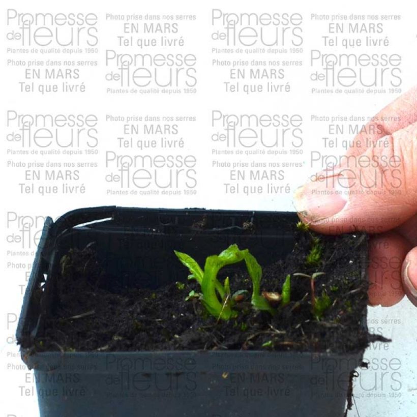 Exemple de spécimen de Echinacea Coupe Soleil - Echinacée Godet de 8/9 cm tel que livré