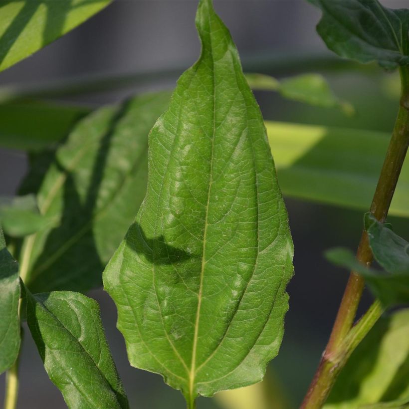 Echinacea Eccentric - Echinacée (Foliage)