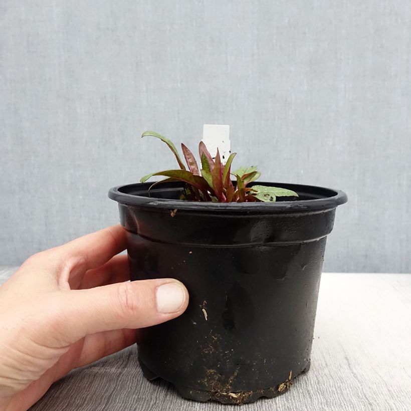 Example of Echinacea Fatal Attraction - Echinacée Pot de 2L/3L as you get in printemps