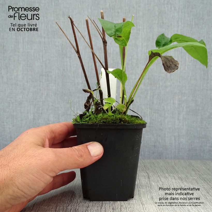 Spécimen de Echinacea Fragrant Angel - Echinacée Godet de 8/9 cm tel que livré en automne