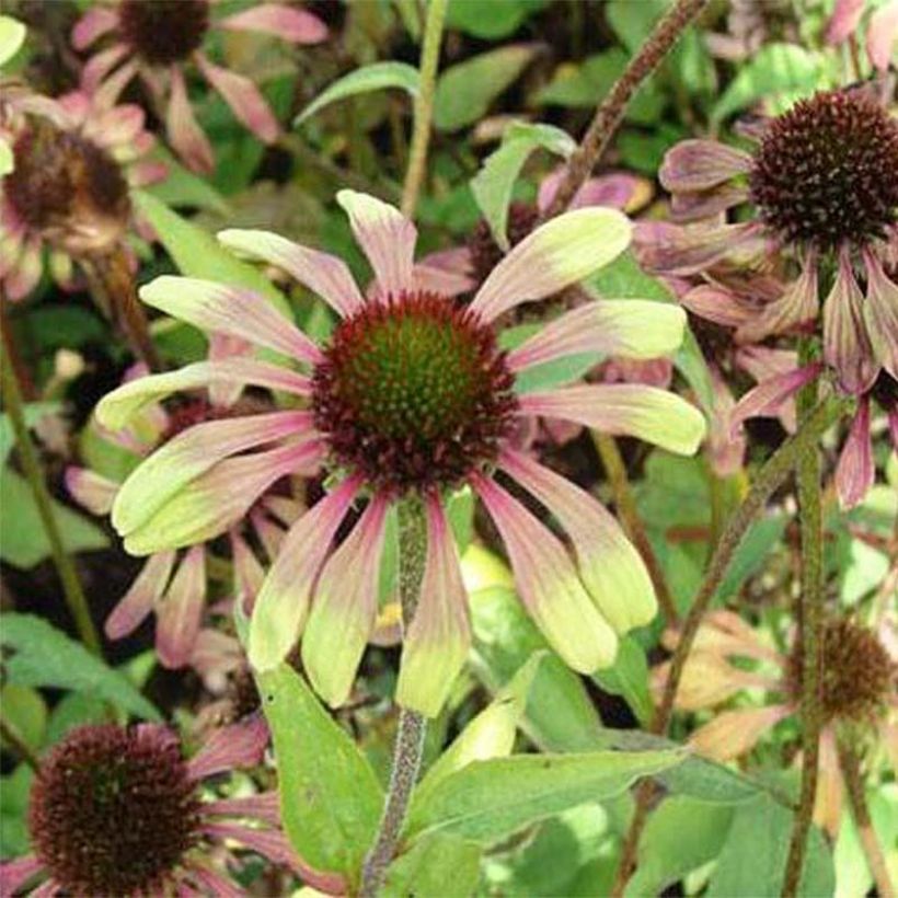 Echinacea Green Twister - Echinacée (Flowering)