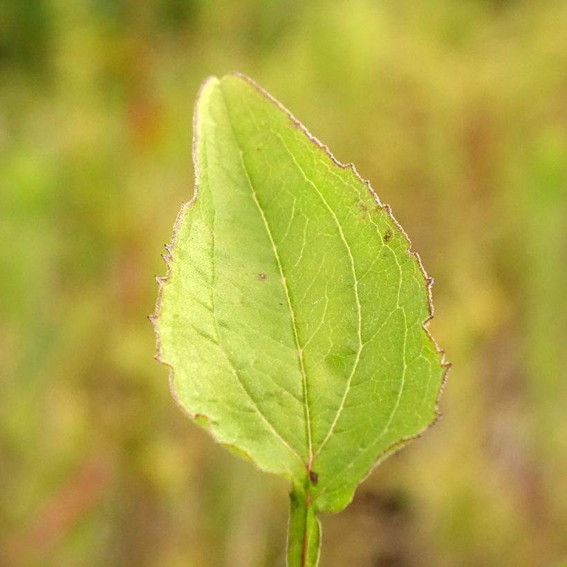 Echinacea Green Twister - Echinacée (Foliage)