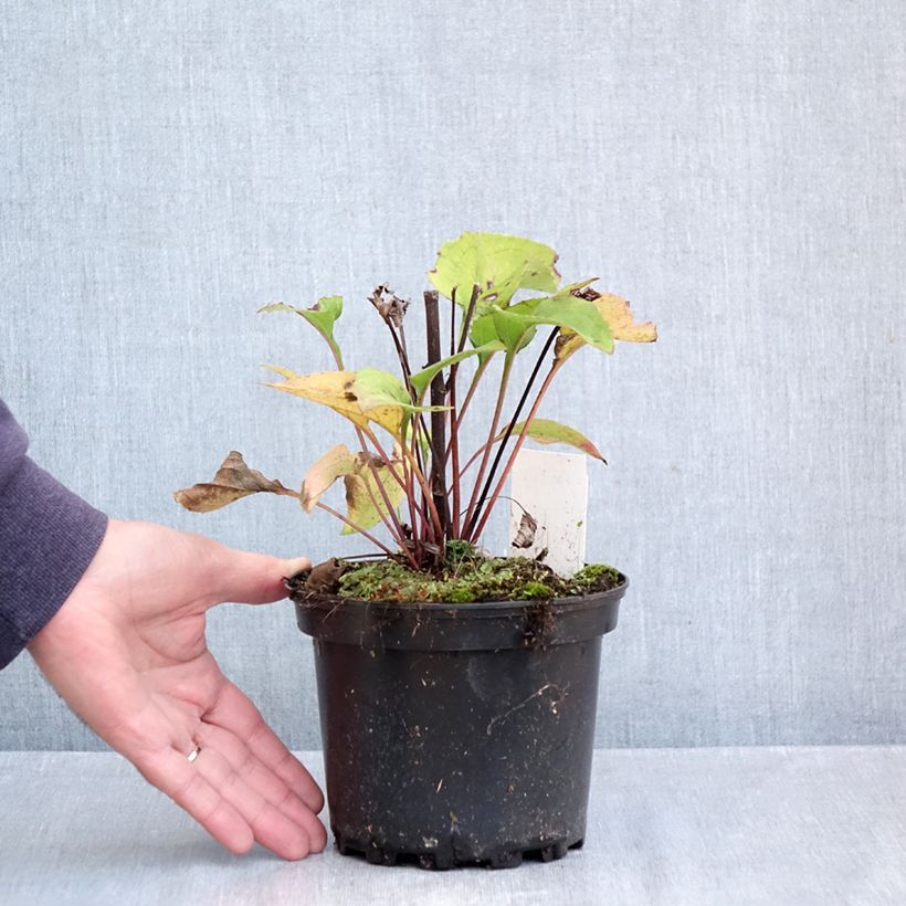 Spécimen de Echinacea Green Twister - Echinacée Pot de 1,5L/2L tel que livré en automne