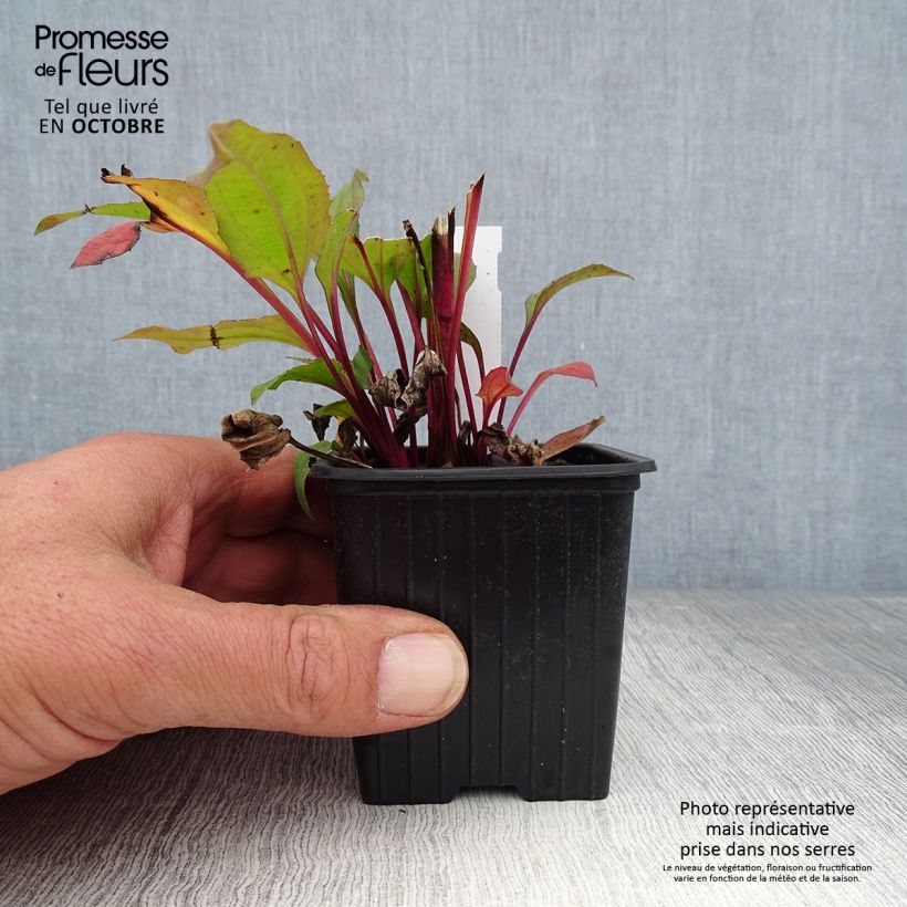 Spécimen de Echinacea Hot Summer - Echinacée Godet de 8/9 cm tel que livré en automne