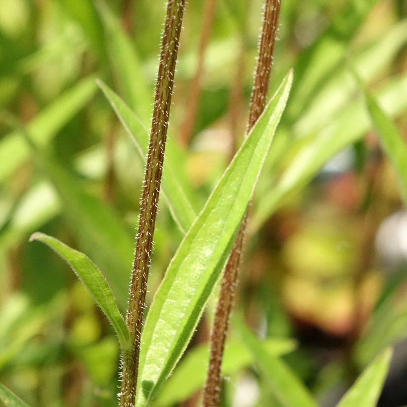 Echinacea JS Engeltje Pretty Parasols - Echinacée (Feuillage)