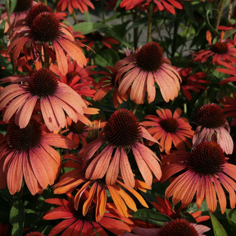 Echinacea Julia - Echinacée (Flowering)