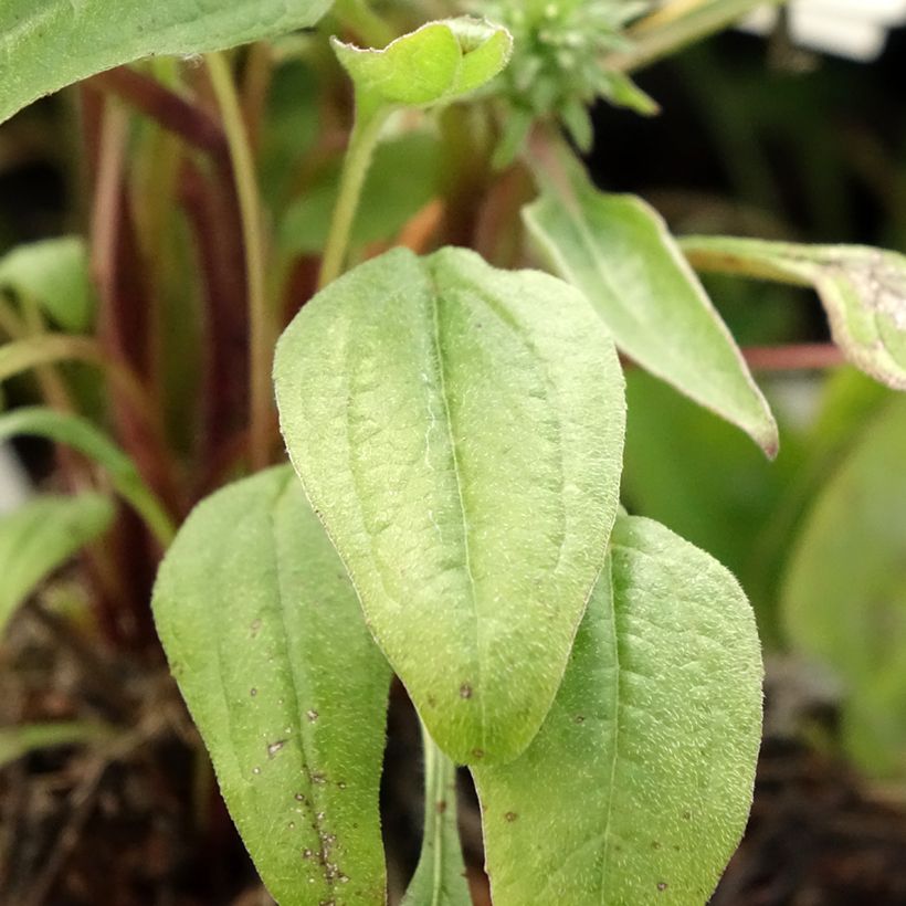 Echinacea Julia - Echinacée (Foliage)