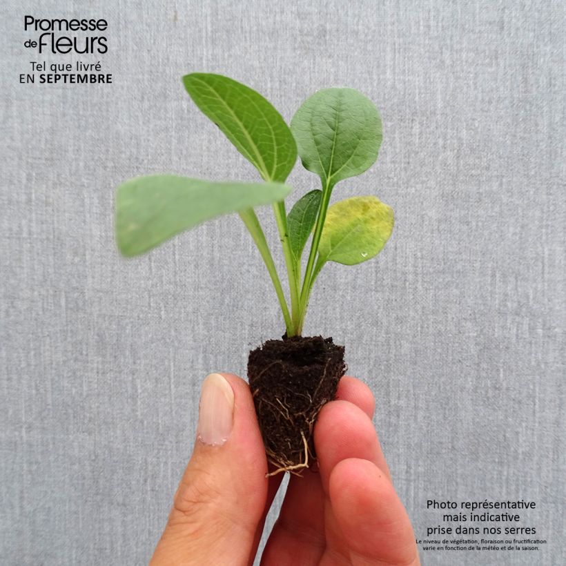 Spécimen de Echinacea Lakota Orange - Echinacée Mini-motte Ø 3/4 cm tel que livré en automne