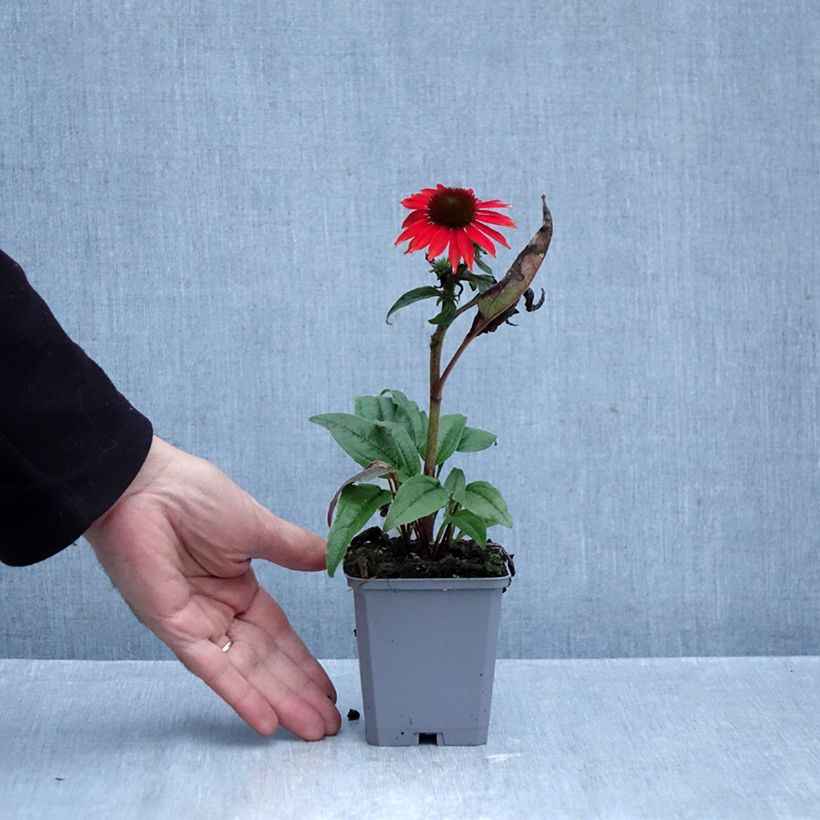 Spécimen de Echinacea Lakota Red - Echinacée Godet de 8/9 cm tel que livré en automne