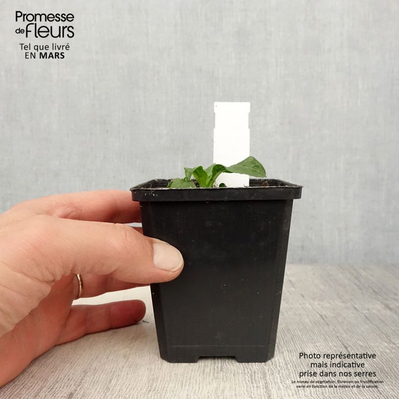 Example of Echinacea Lakota Yellow - Echinacée Godet de 8/9 cm as you get in printemps