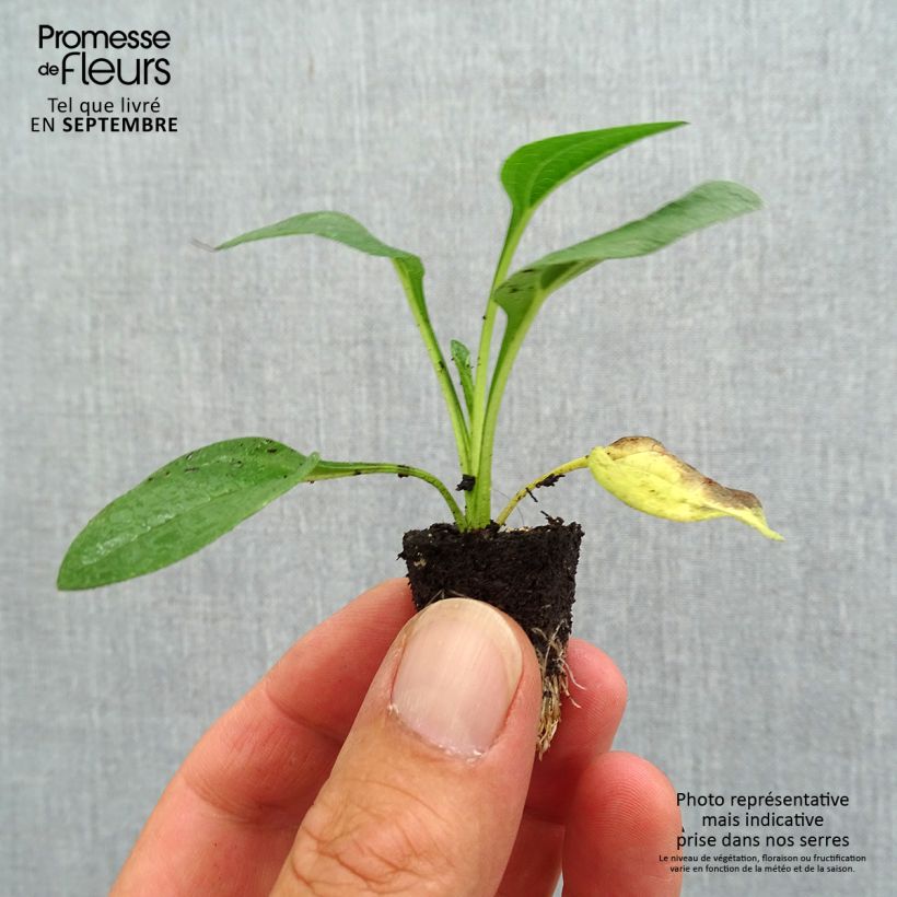 Example of Echinacea Lakota Yellow - Echinacée Mini-motte Ø 3/4 cm as you get in automne