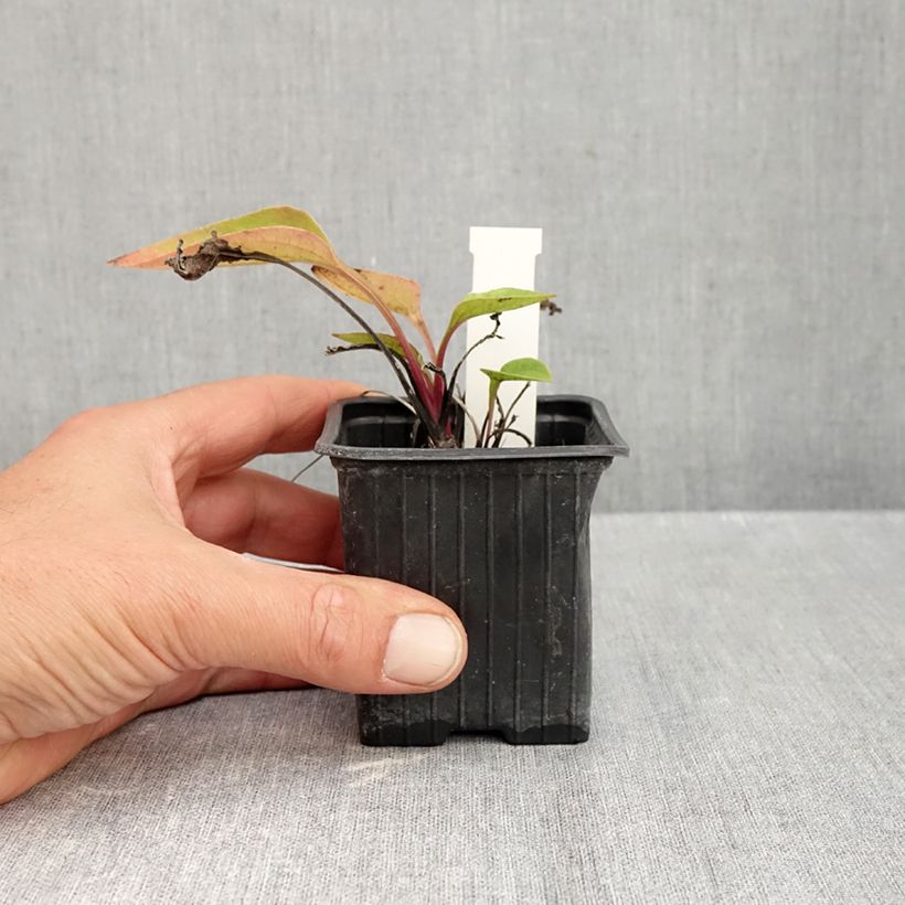 Spécimen de Echinacea Maxima - Echinacée Godet de 8/9 cm tel que livré en automne