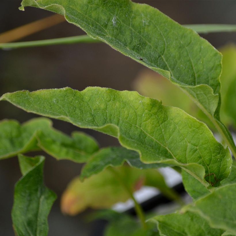 Echinacea Maxima - Echinacée (Foliage)