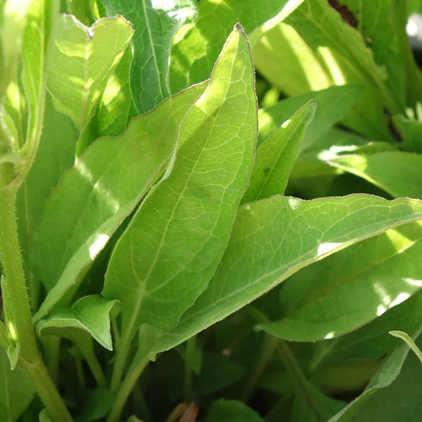 Echinacea Orange Skipper - Echinacée (Foliage)