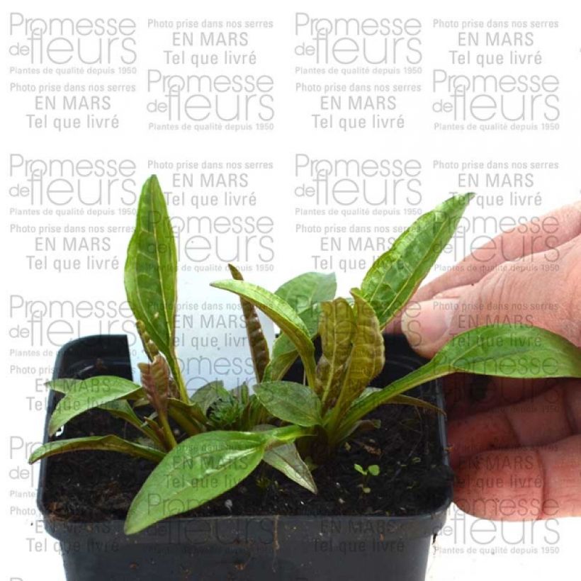 Example of Echinacea Pacific Summer - Echinacée Godet de 8/9 cm as you get