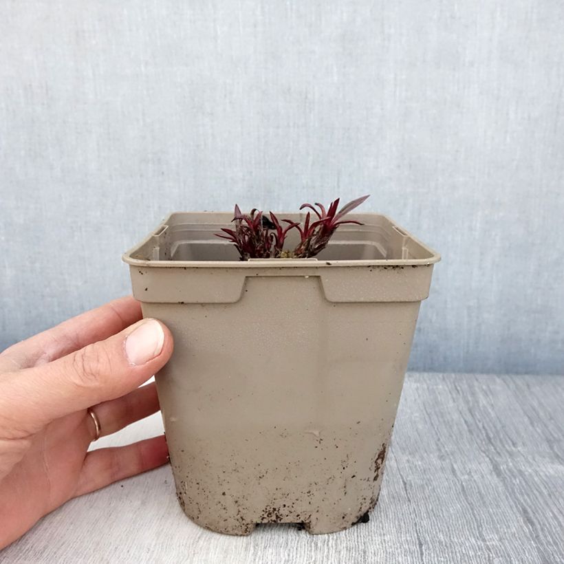 Example of Echinacea pallida - Echinacée Pot de 2L/3L as you get in printemps