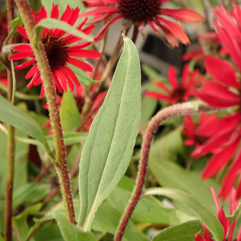 Echinacea Prima Ruby - Echinacée (Foliage)