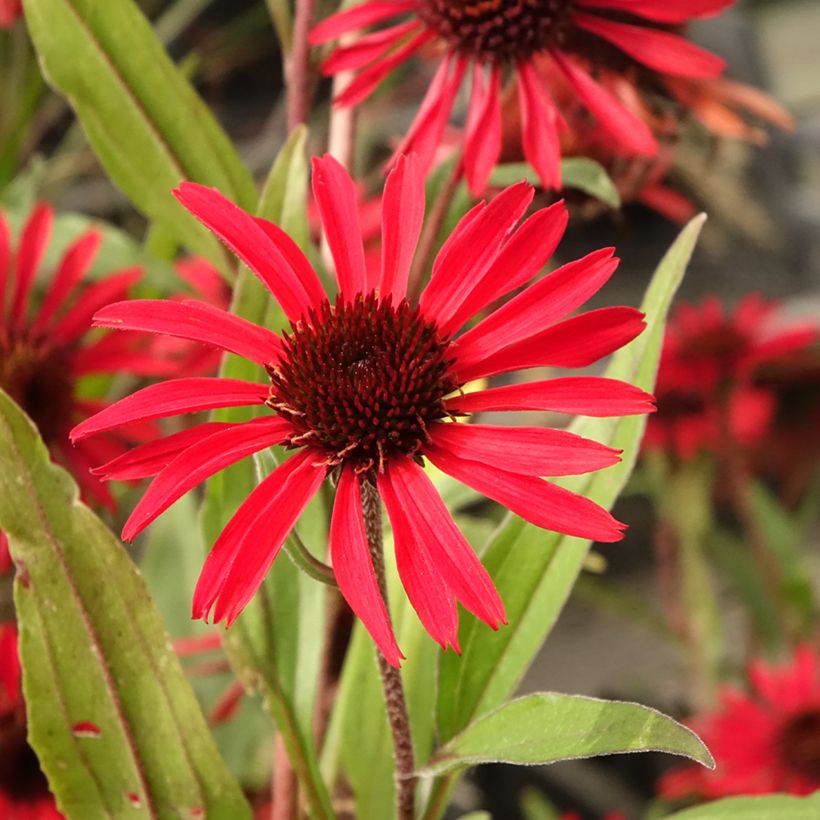 Echinacea Prima Ruby - Echinacée (Flowering)