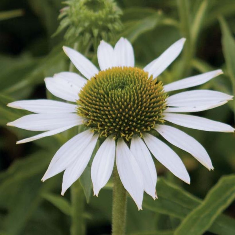 Echinacea Purity - Echinacée (Flowering)