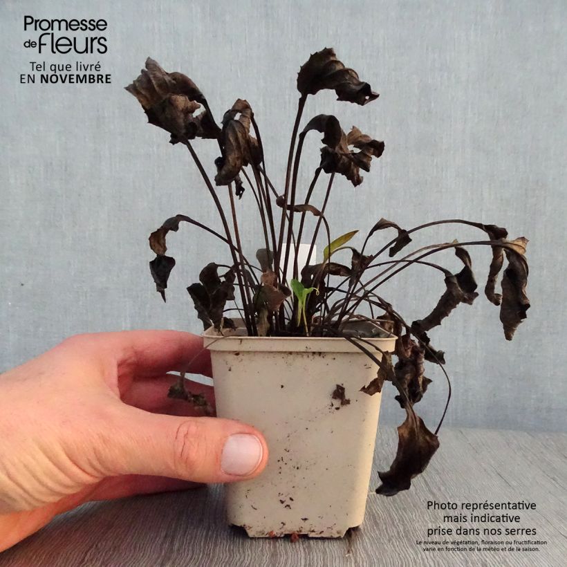 Spécimen de Echinacea Purity - Echinacée Godet de 8/9 cm tel que livré en automne