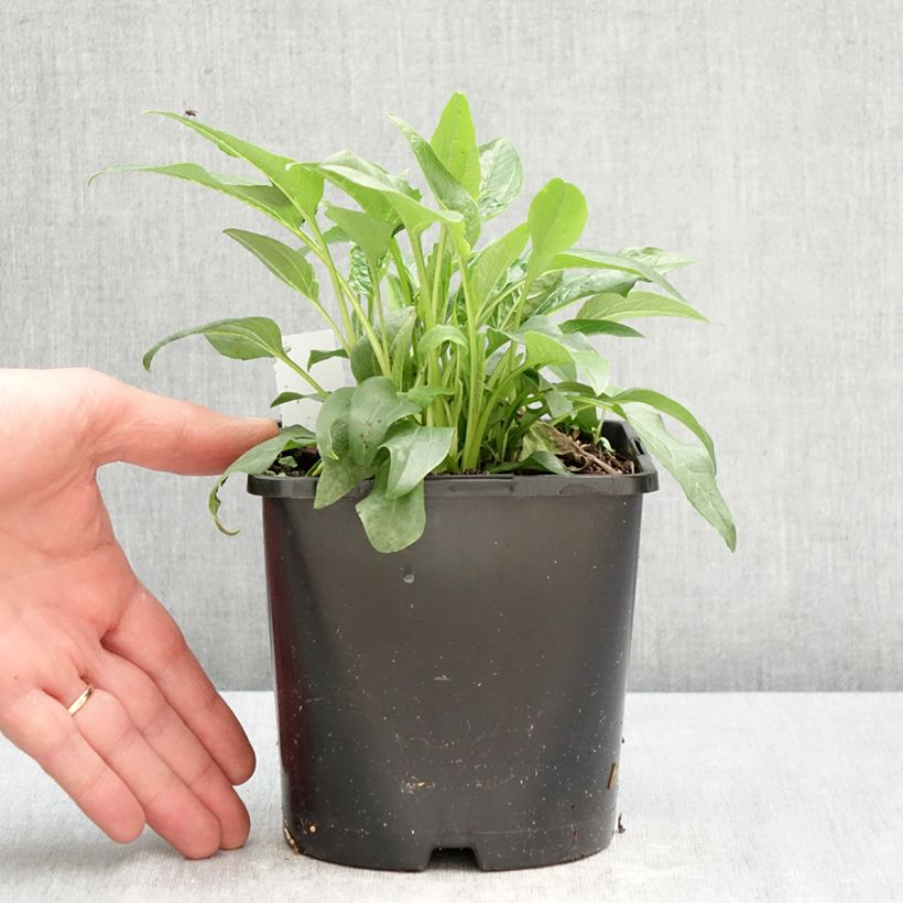 Spécimen de Echinacea purpurea Alba - Echinacée Pot de 2L/3L tel que livré au printemps