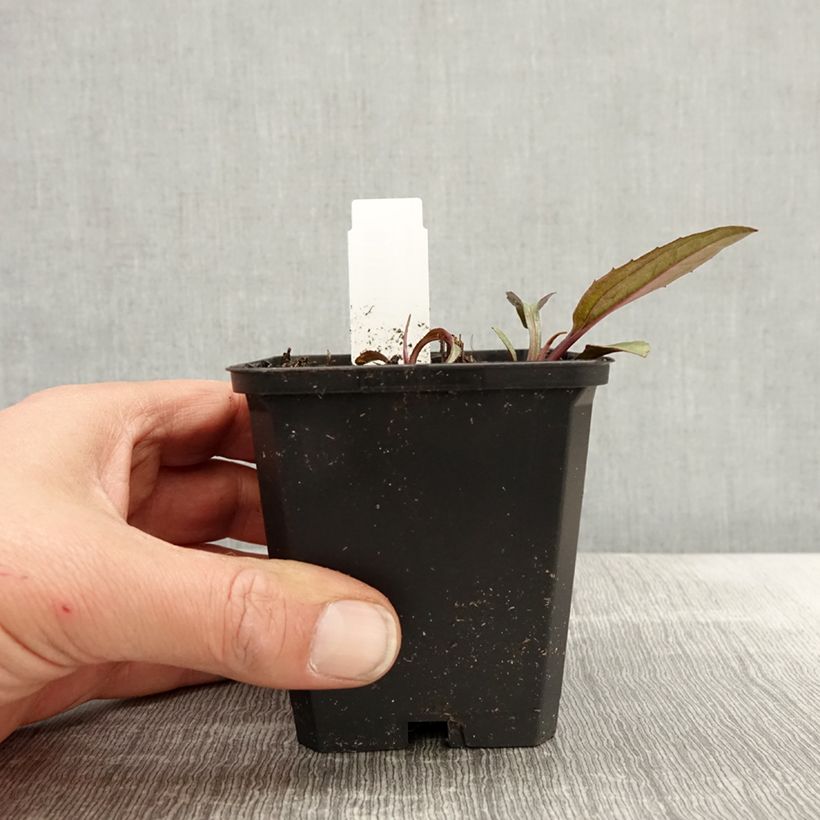 Example of Echinacea purpurea Augustkönigin - Echinacée Godet de 8/9 cm as you get in printemps