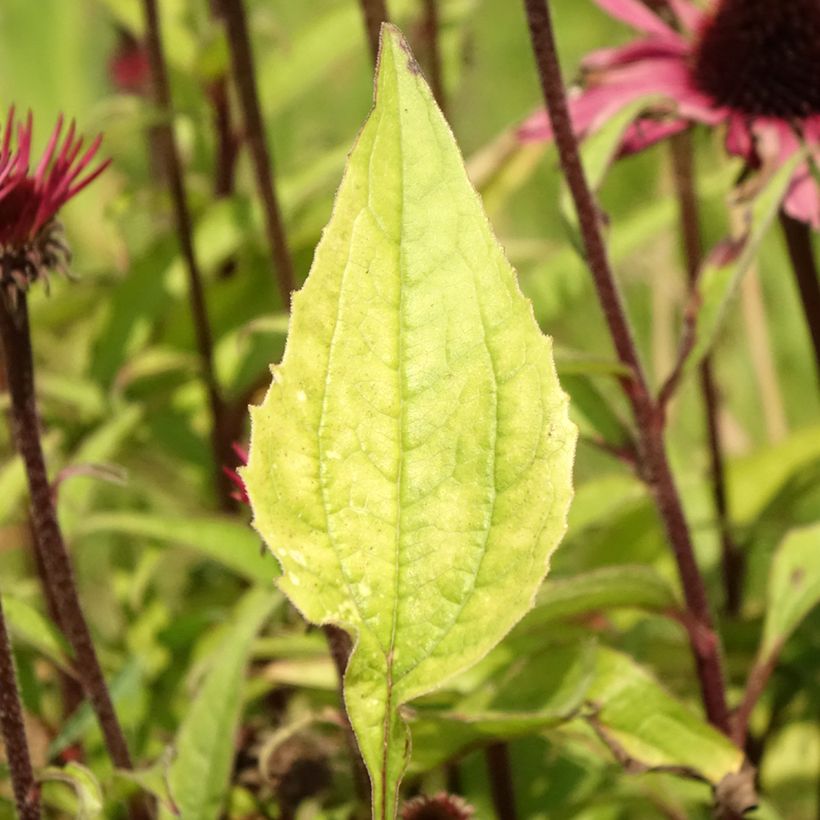 Echinacea purpurea Augustkönigin - Echinacée (Foliage)