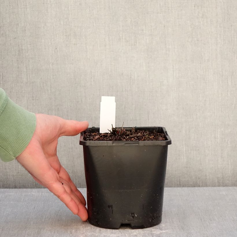 Example of Echinacea purpurea Double Decker Pot de 2L/3L as you get in hiver