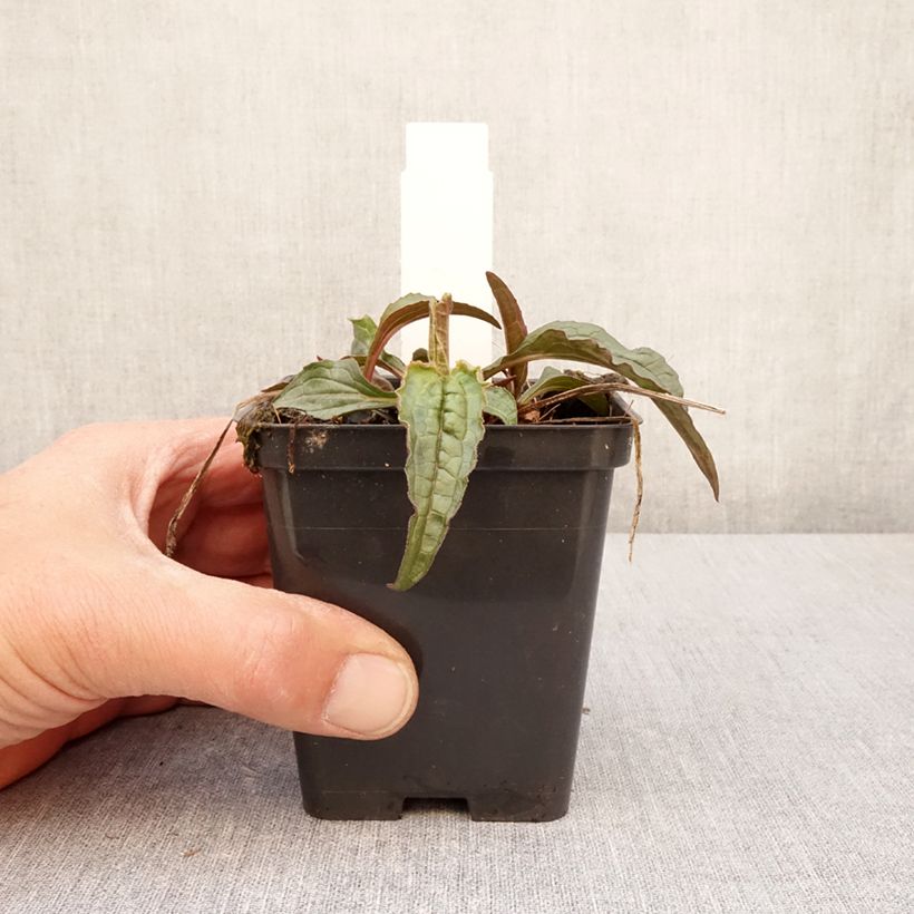 Example of Echinacea purpurea Espinoso Green - Echinacée Godet de 8/9 cm as you get in printemps