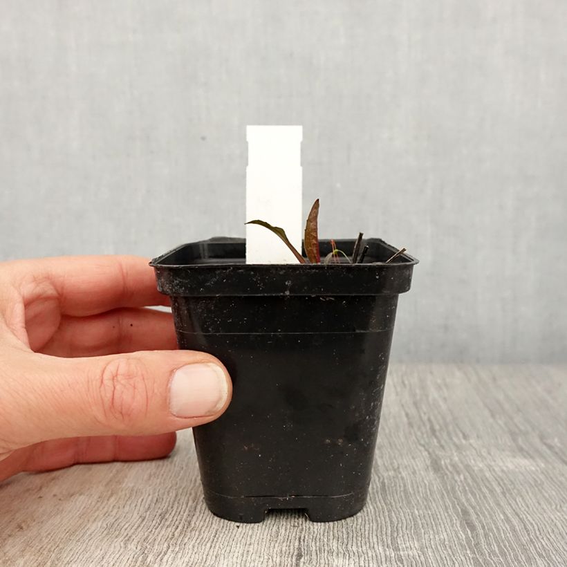 Example of Echinacea purpurea Leuchtstern - Echinacée Godet de 8/9 cm as you get in printemps