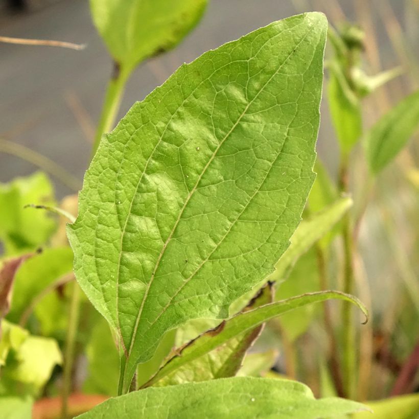 Echinacea purpurea Leuchtstern - Echinacée (Foliage)