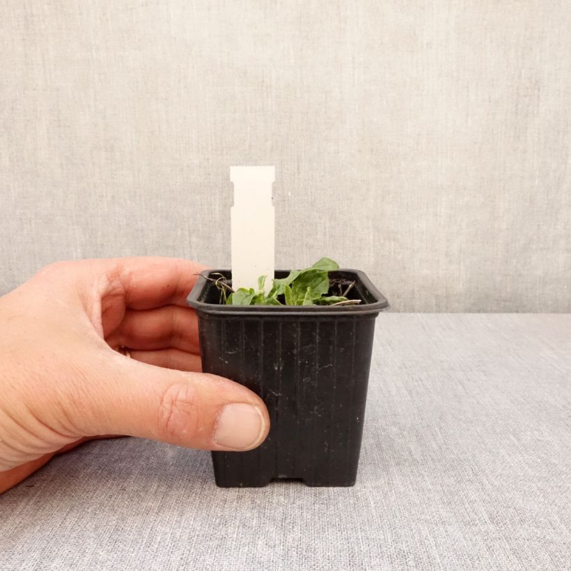 Example of Echinacea purpurea Mellow Yellows - Echinacée Godet de 8/9 cm as you get in printemps