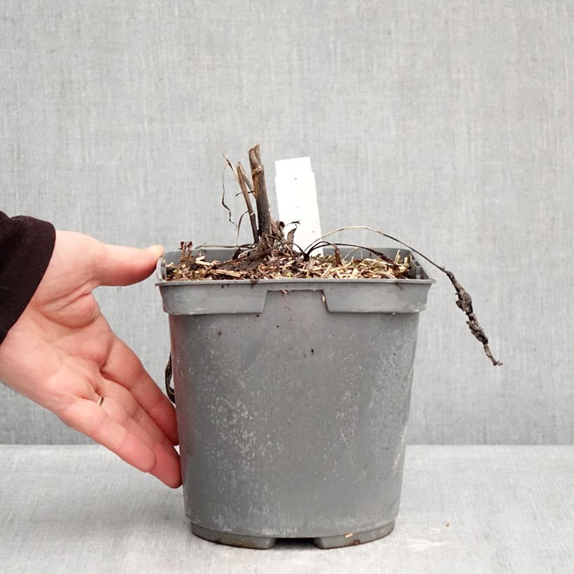 Example of Echinacea purpurea Strawberries and Cream  Pot de 2L/3L as you get in hiver