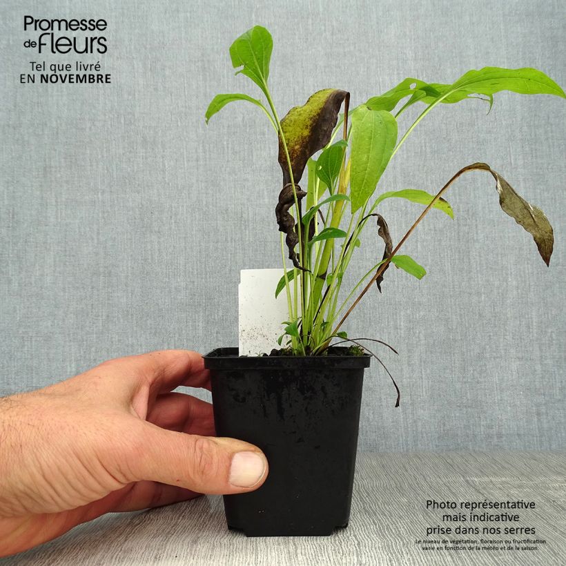 Spécimen de Echinacea purpurea Sunrise - Rudbeckia pourpre Godet de 8/9 cm tel que livré en automne