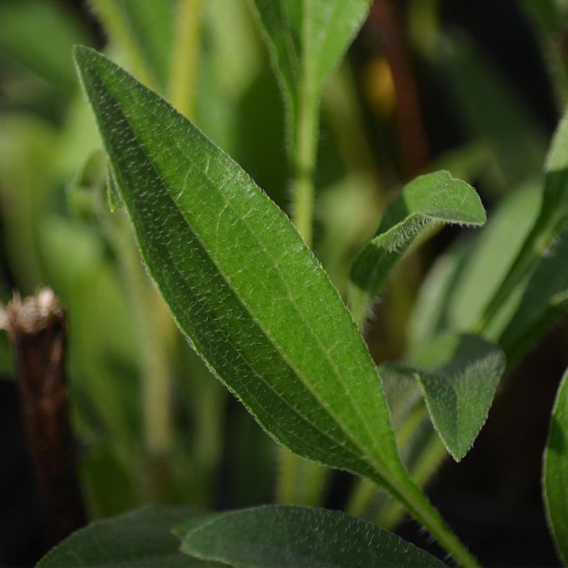Echinacea Southern Belle - Echinacée (Foliage)