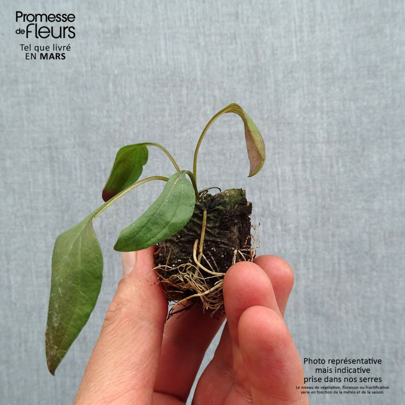 Spécimen de Echinacea Sun Magic Vintage Pink - Echinacée Mini-motte Ø 3/4 cm tel que livré au printemps