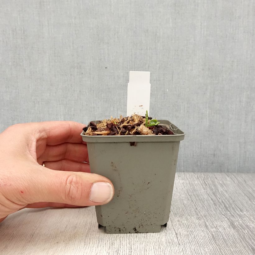 Example of Echinacea SunSeekers Apple Green - Echinacée Godet de 8/9 cm as you get in printemps