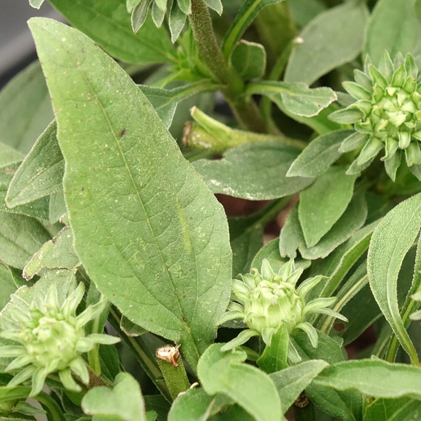Echinacea SunSeekers Rainbow (Feuillage)
