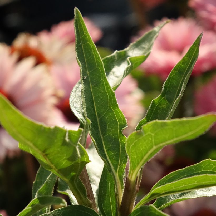Echinacea SunSeekers Salmon - Echinacée (Feuillage)
