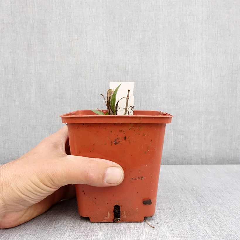 Example of Echinacea Sunseekers Tequila Sunrise - Echinacée Pot de 1L/1,5L as you get in printemps